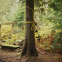 1988 03 15 Sculpture Yard Work George Sawchuck Yellow rope wrapped around tree
